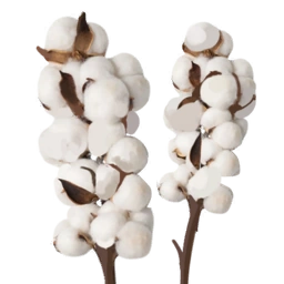 Cotton