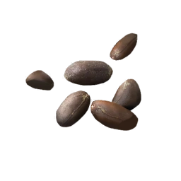 CottonSeeds