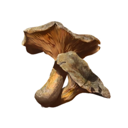 DriedMushroom