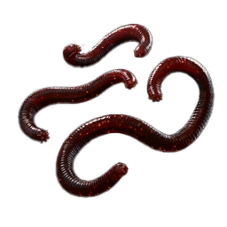 Earthworms