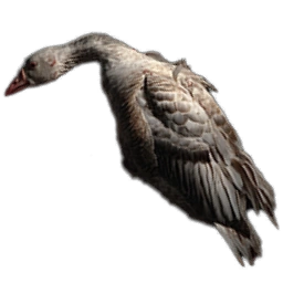 GooseCarcass