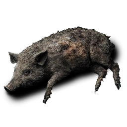 BoarCarcass