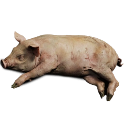 FarmBoarCarcass