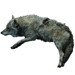 HighlandWolfCarcass