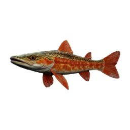 LeopardFlamefish
