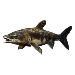 StripedCatfin