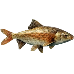 BroadheadChub
