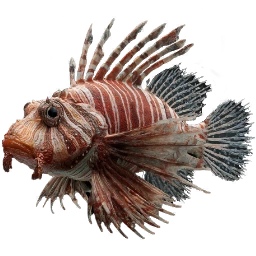 BeardedMullet