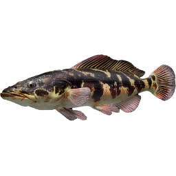 Snakefish
