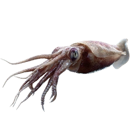 ShortfinInkfish