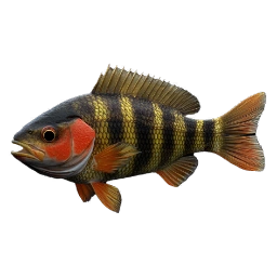 GoldenBandedfish