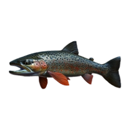 SpottedGluttonfish