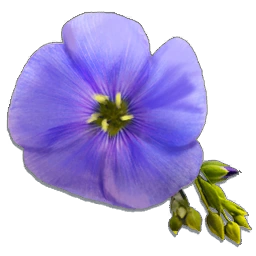 Flax