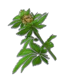 Hemp