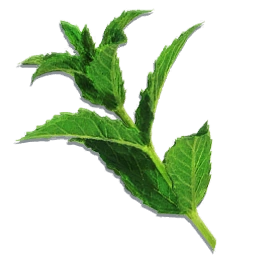 Nettle