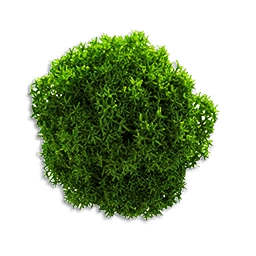 Mosses
