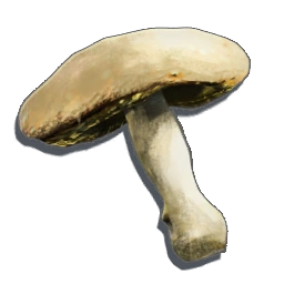 Mushroom