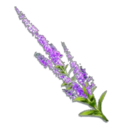Sage