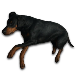DogCarcass