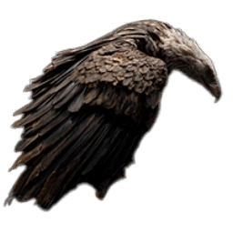 EagleCarcass