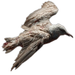 SeagullCarcass