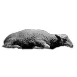 SheepCarcass