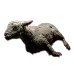 LambCarcass
