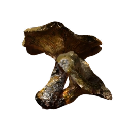 SmokedMushroom