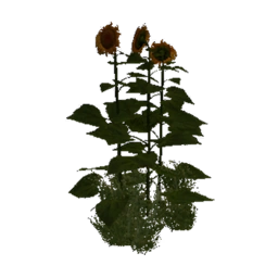 SunflowerPatch