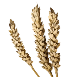 Wheat