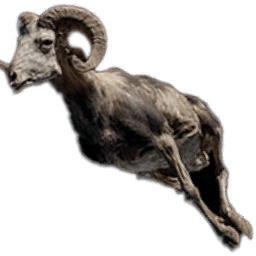 GoatCarcass