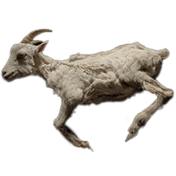 YoungWildGoatCarcass
